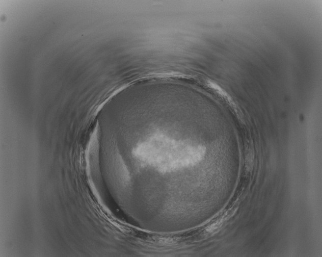 X0000066521361200603311744