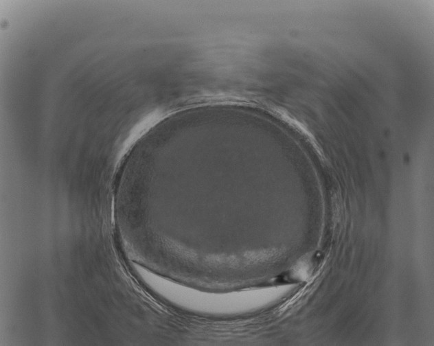 X0000066521365200603311744