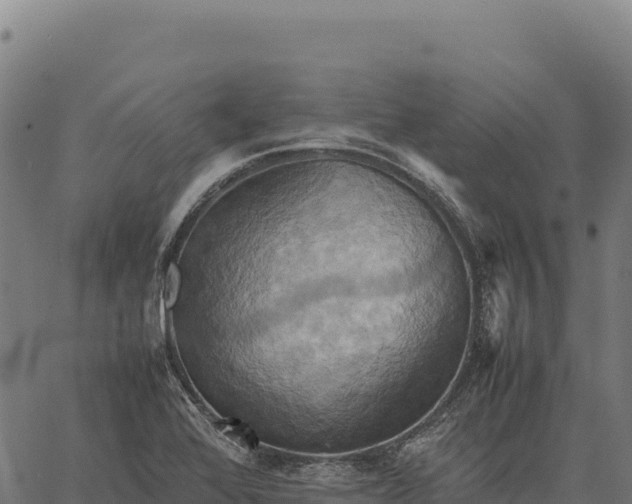 X0000066521368200603311744