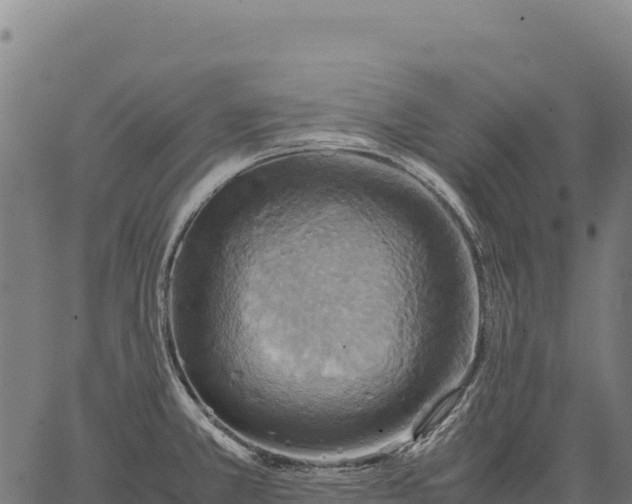 X0000066521381200603311743