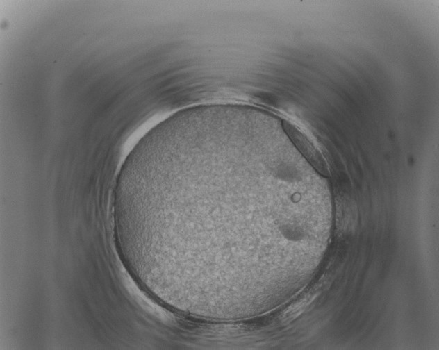 X0000066521387200603311743