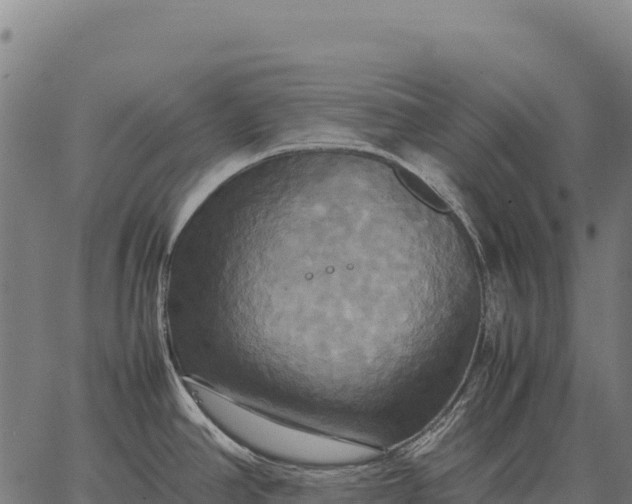 X0000066521390200603311743