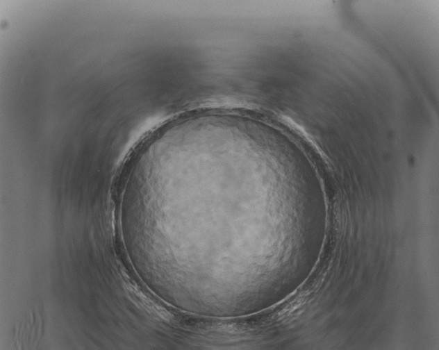 X0000066521408200603311743