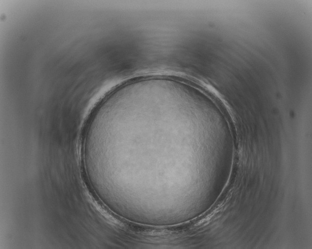 X0000066521416200603311743