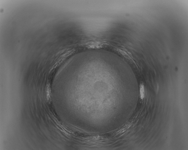 X0000066521444200603311742