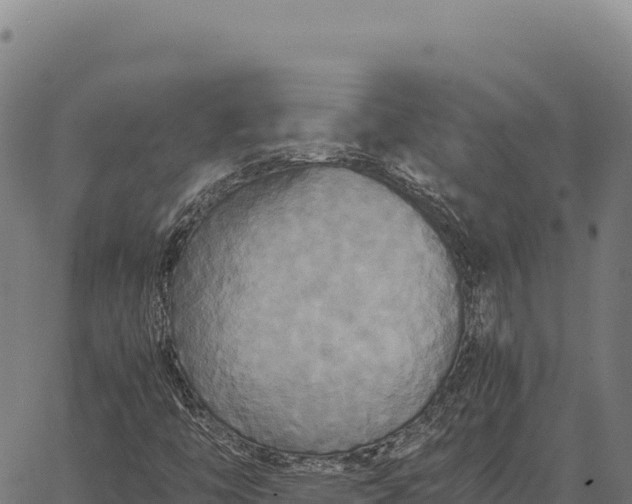 X0000066521446200603311742