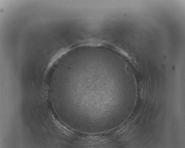 X0000066521448200603311742