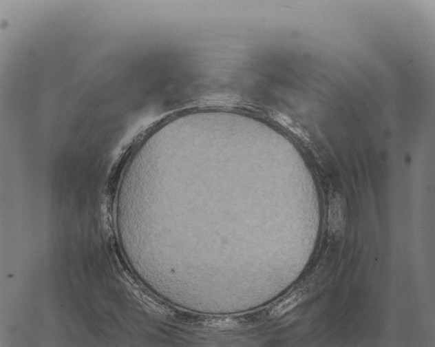 X0000066521454200603311742