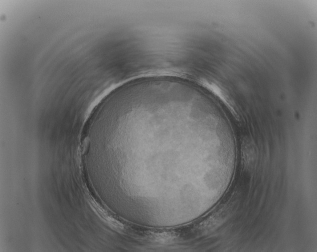 X0000066521460200603311742