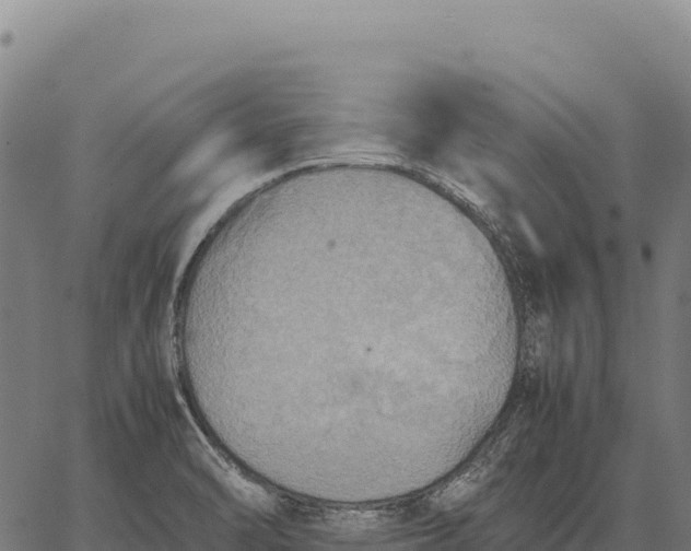 X0000066521470200603311742