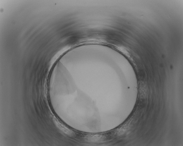 X0000066521474200603311742