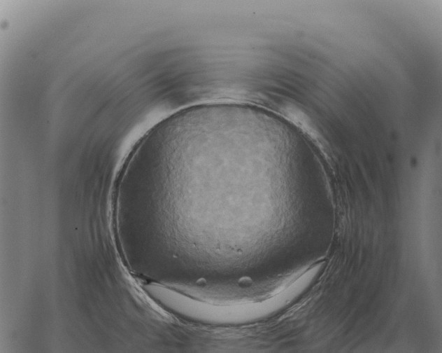 X0000066521480200603311742