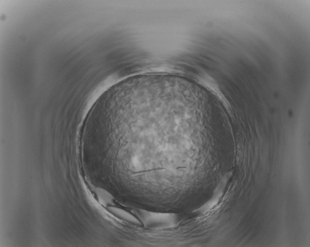 X0000066521483200603311742