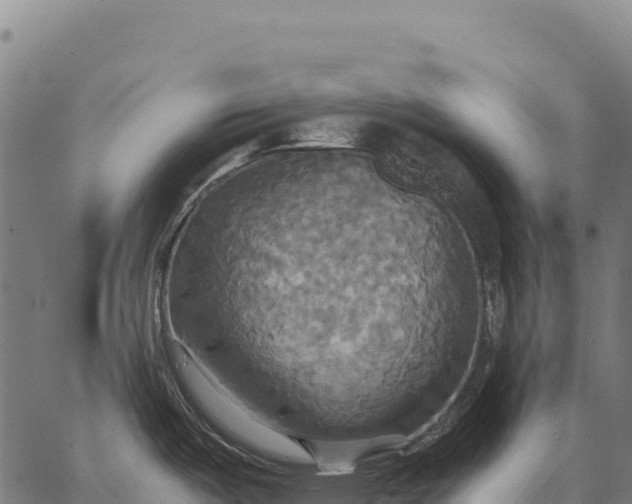 X0000066521487200603311742