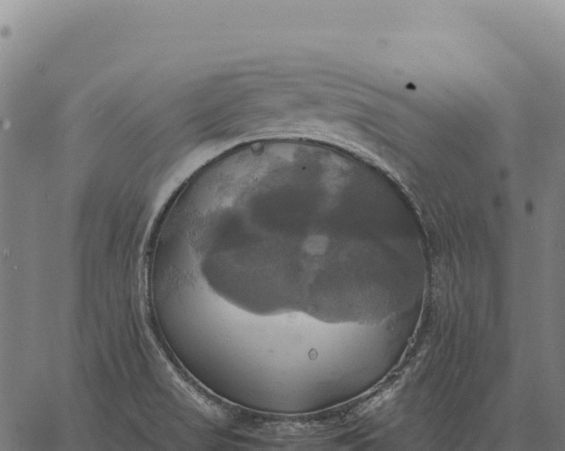 X0000066521517200603311741