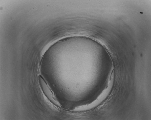 X0000066521524200603311742