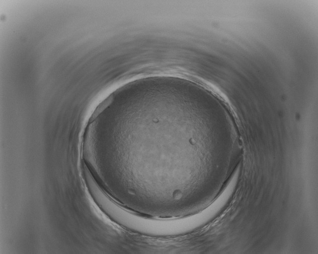 X0000066521528200603311742