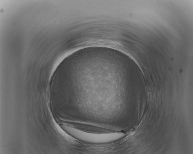 X0000066521531200603311742