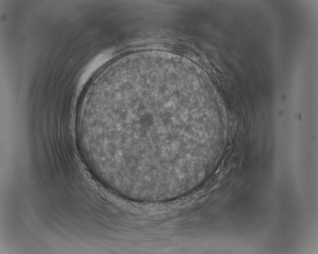 X0000066520006200604071603