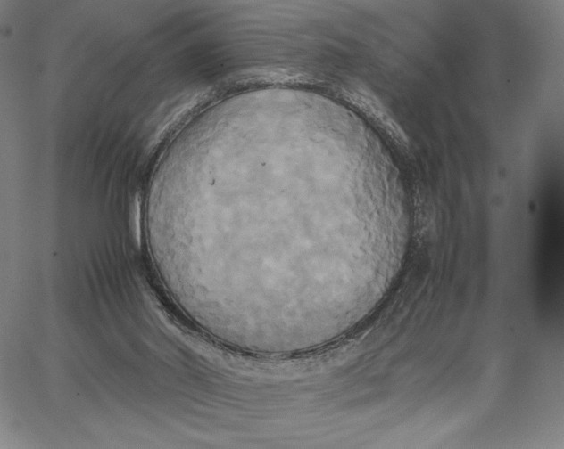 X0000066520014200604071603