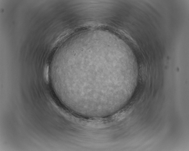 X0000066520024200604071603