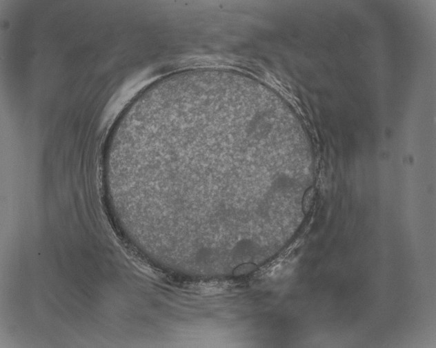 X0000066520103200604071602