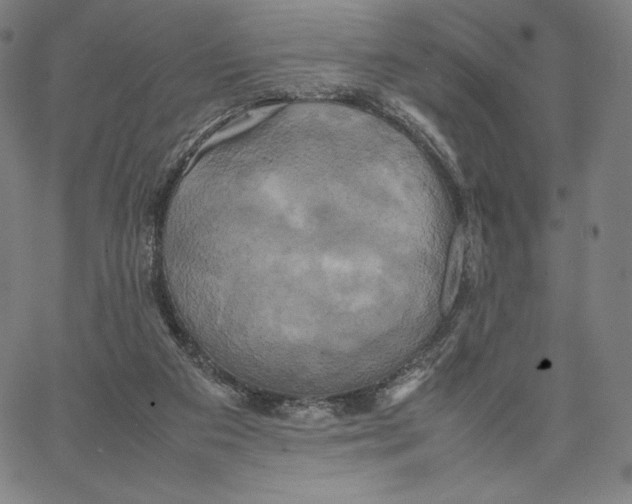 X0000066520113200604071602