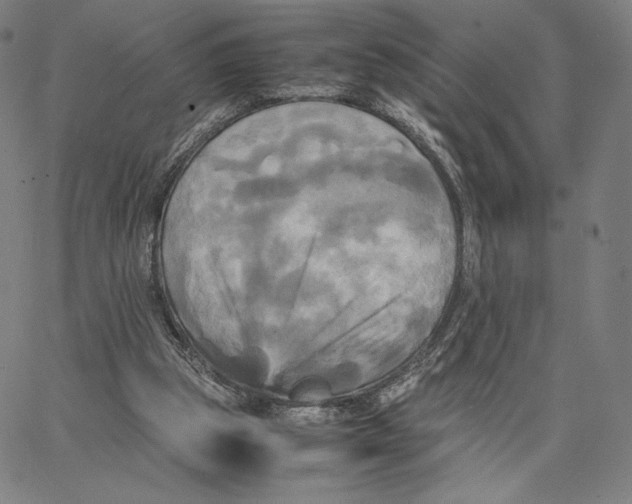 X0000066520153200604071600