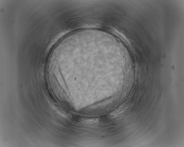 X0000066520155200604071600