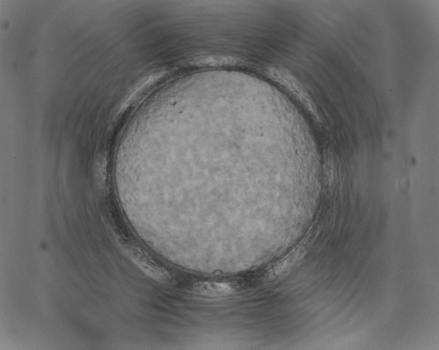 X0000066520159200604071600