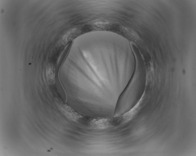 X0000066520186200604071601