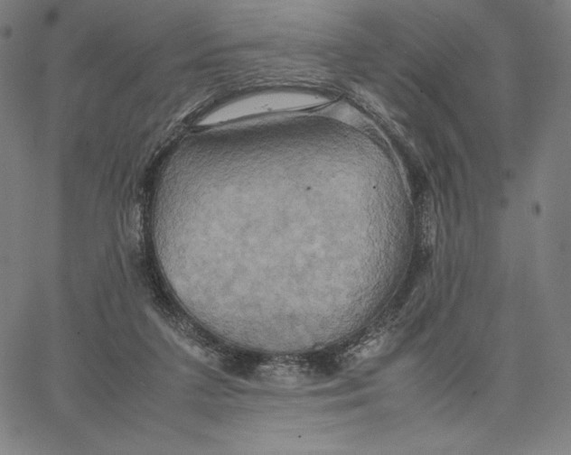 X0000066520211200604071600