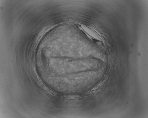 X0000066520241200604071559