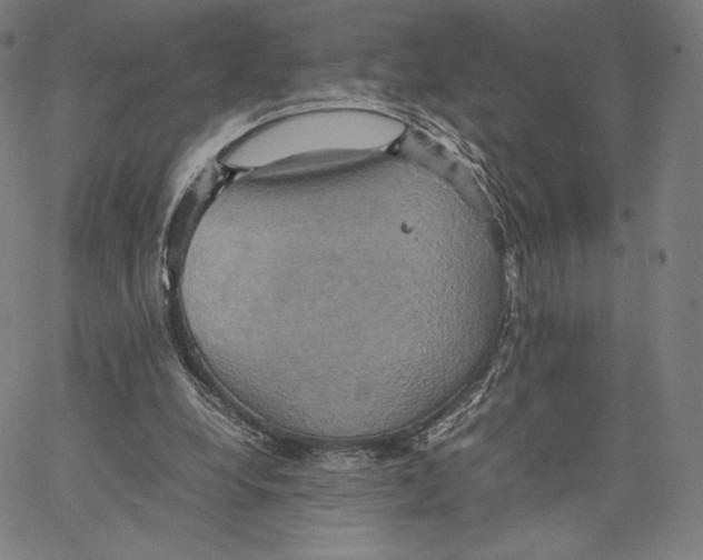 X0000066520248200604071559