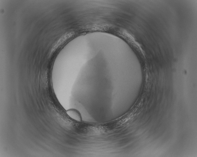 X0000066520250200604071559