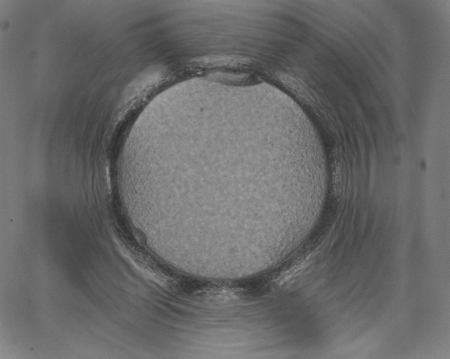 X0000066520254200604071559