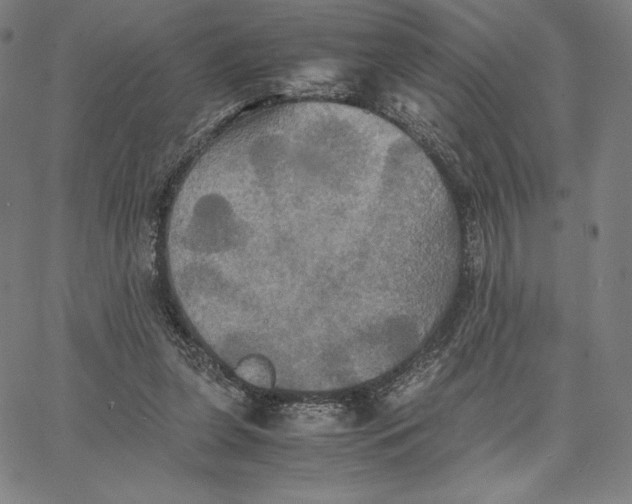 X0000066520255200604071559