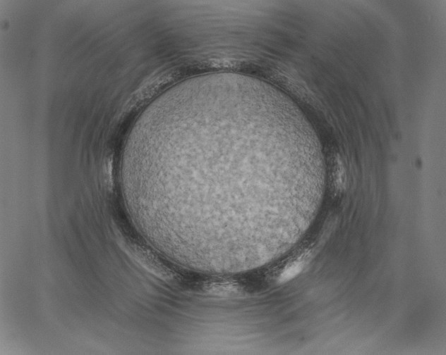 X0000066520262200604071559