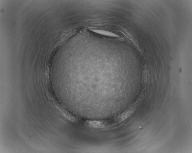 X0000066520265200604071559