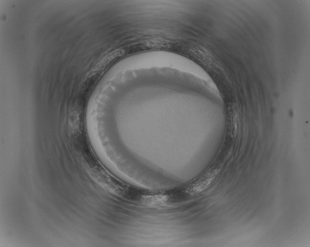 X0000066520266200604071559