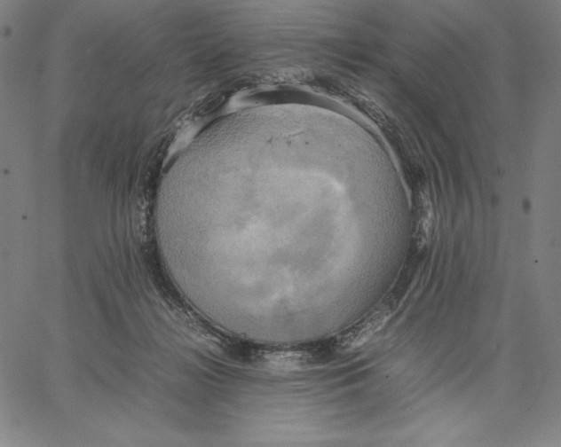 X0000066520268200604071559