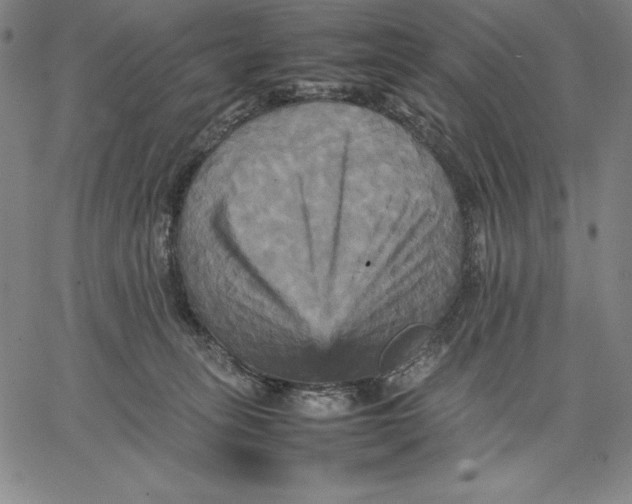 X0000066520275200604071559