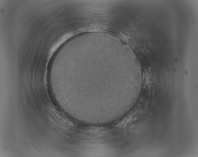 X0000066520292200604071559