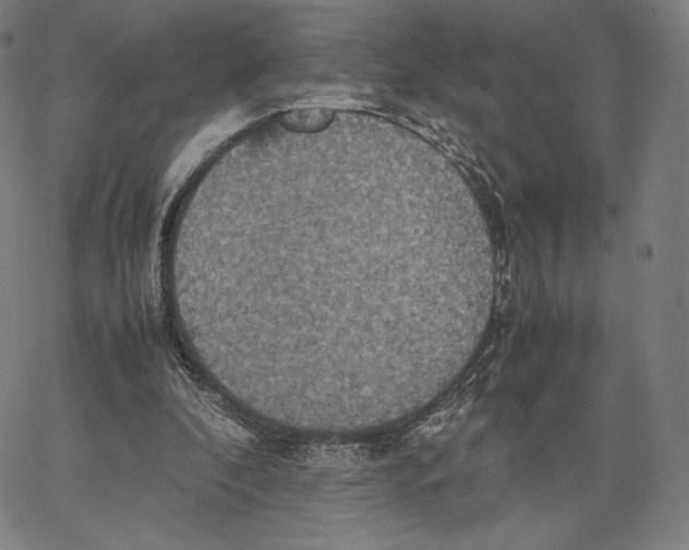 X0000066520296200604071559