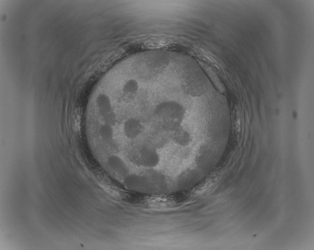 X0000066520315200604071558