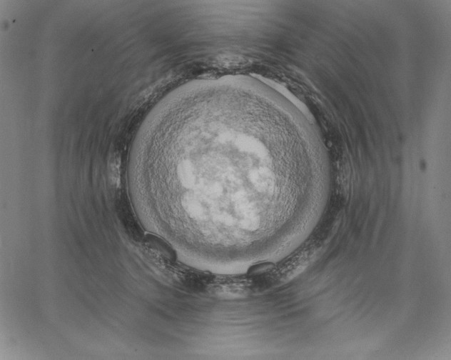 X0000066520368200604071558