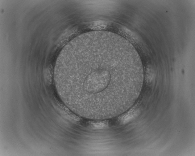 X0000066520370200604071558