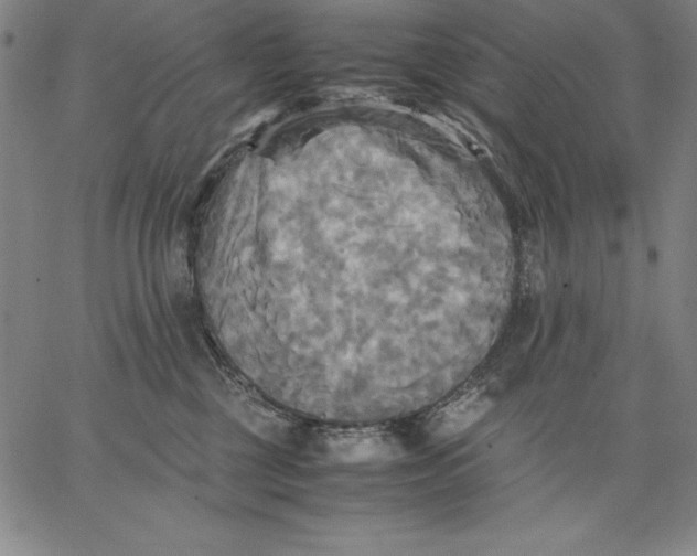 X0000066520377200604071558