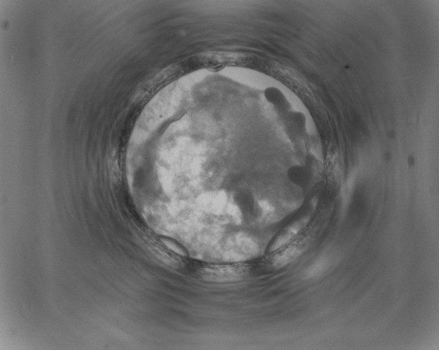 X0000066520381200604071558