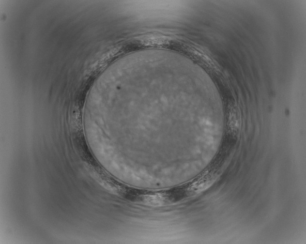 X0000066520411200604071557